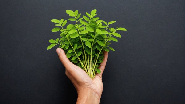 Moringa : la plante miracle pour réduire l'hypertension